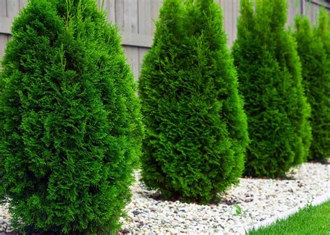 5 Fast Growing Evergreen Trees For Shade 🌳 🌲 Quick Solutions For Shaded