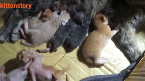 When A Cat Gives Birth To Many Kittens Youtube