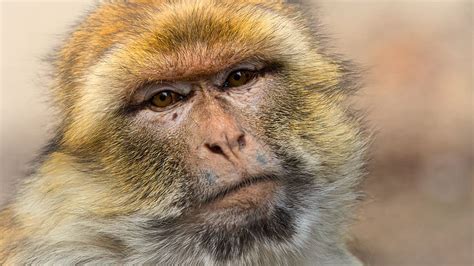 Hd Wallpaper Barbary Ape Monkey Mahogany Animal Mammal Primates