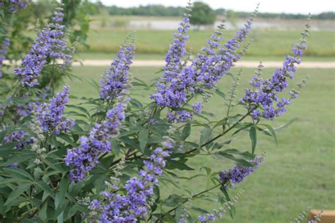 Texas designated the bluebonnet as the official state flower in 1901. Vitex-TheTexas Lilac (Vitex agnus-castus)