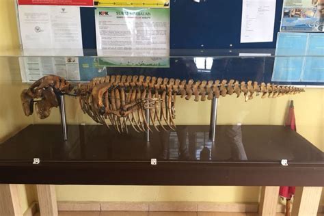 Jul 01, 2021 · namun harus menyentuh akar permasalahan dan perubahan paradigma yang memberikan kemungkinan ditemukannya berbagai terobosan, inovasi, atau pemikiran baru yang mengubah pola pikir asn dan budaya kerja pada organisasi pemerintah, ujar ma'ruf di acara rapat koordinasi nasional kepegawaian tahun 2021 yang digelar badan kepegawaian negara, kamis (1/7). 5 Kemiripan Duyung dengan Manusia, dari Jari sampai Air Mata