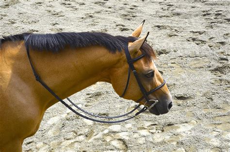 I do not own any of the real life horses seen here. Buckskin Quarter Horse | Horses, Beautiful horses, Quarter horse