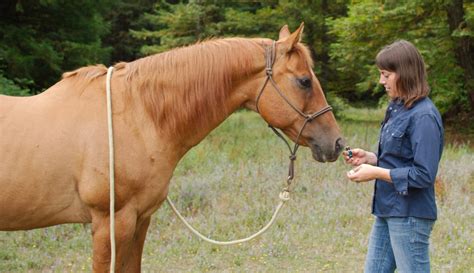 Bonding With Horses Is Essential Equinefsbo