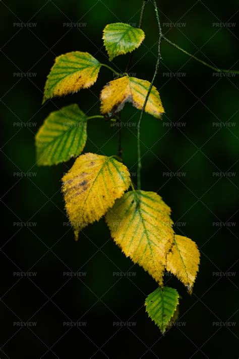 Autumn Leaves Stock Photos Motion Array