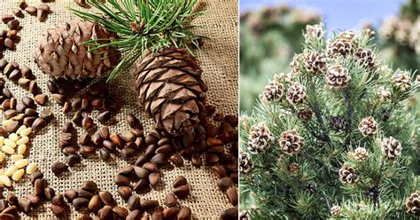 Where Do Pine Nuts Come From Pine Nuts Nutrition Facts