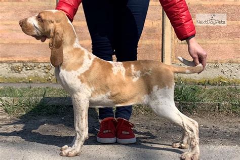 Why buy an italian greyhound puppy for sale if you can adopt and save a life? Lea: Bracco Italiano puppy for sale near Budapest, Hungary ...