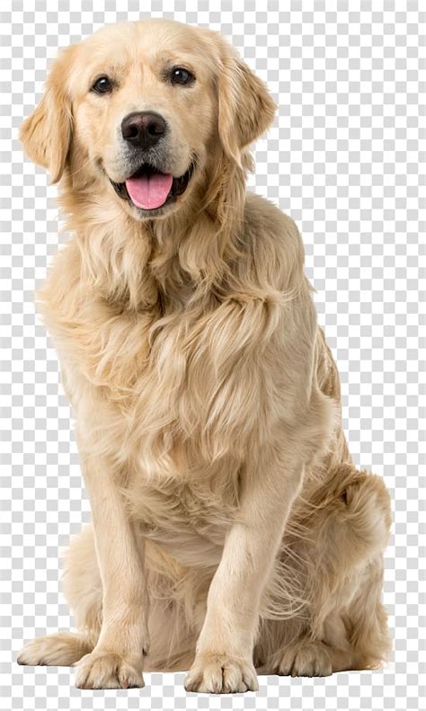 Adult Yellow Labrador Retriever Golden Retriever Labrador