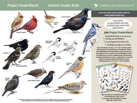Common Birds Of Indiana Pinsslivsufes Blog