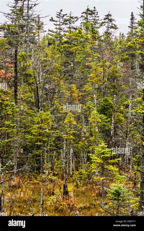 Autumn Leaves Green Mountain National Forest Vermont Usa Stock Photo
