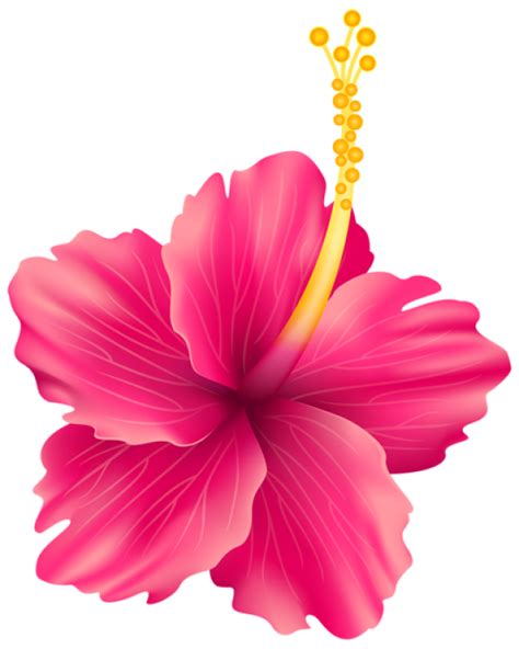 Hibiscus Clipart Transparent Background And Other Clipart Images On