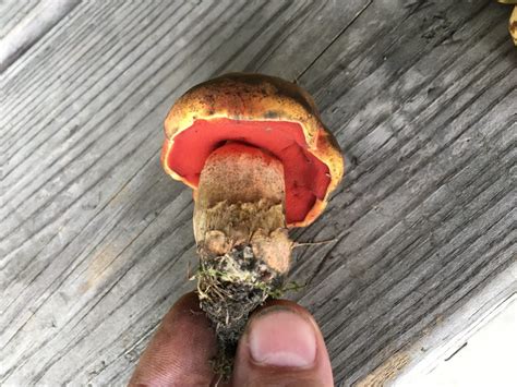 Boletus Subluridellus The Bolete Filter