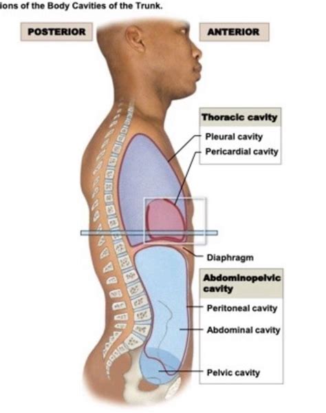 Question Where Is The Pelvic Cavity Memory