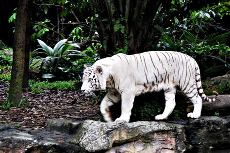White Tiger Hd Wallpaper Background Image 3000x2008 Id929033