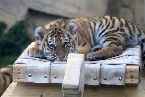 Tiger Im Zoo Wuppertal Foto And Bild Tiere Tierkinder Natur Bilder
