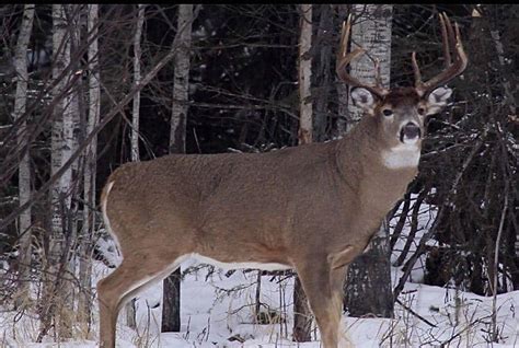 November Rut 3 Best Days To Hunt Big Deer