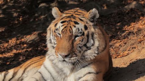 Orange Siberian Tiger Relaxing In Wild Close Up Stock Footage Video