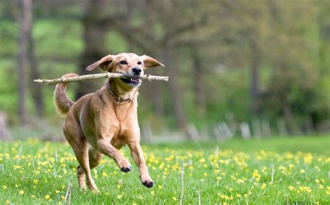 Outdoor Dangers That Will Threat Your Dog While Playing Outside
