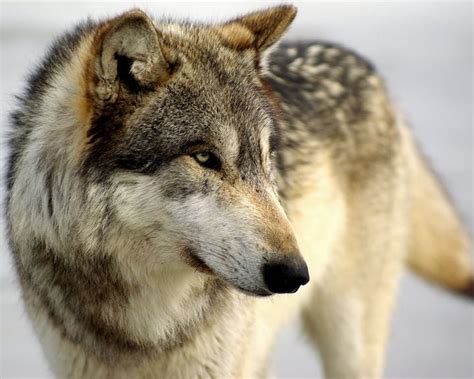Profile Of A Wolf Smithsonian Photo Contest Smithsonian Magazine