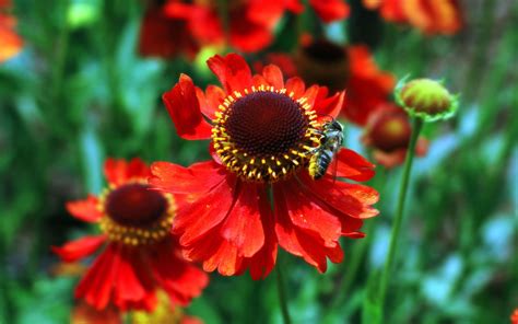 Red Flowers And Bee Wallpapers And Images Wallpapers Pictures Photos