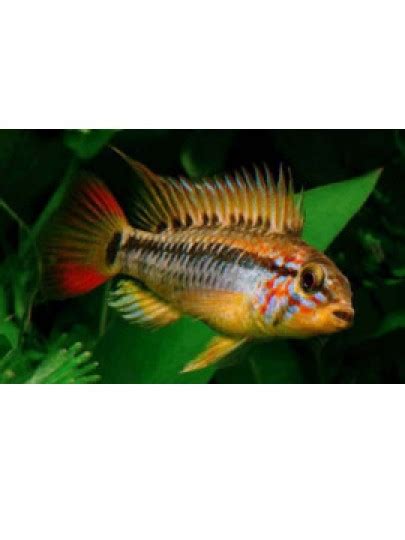 Peixanario Apistogramma Macmasteri