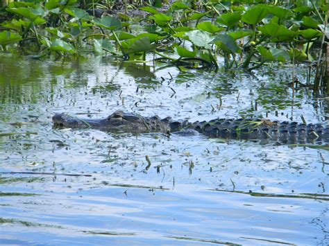 Visit Wild Alligators At The Everglades In South Florida Everglades