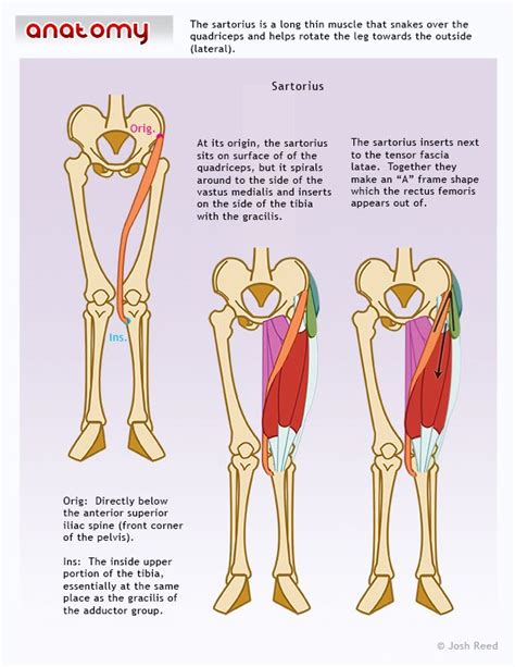 Upper Leg Tendon Anatomy Sartorius Muscular Anatomy Diagram