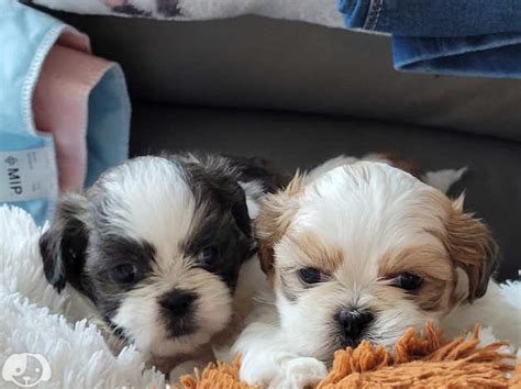 Beautiful Shih Tzu Puppies For Sale In Rochester Me3 On Freeads