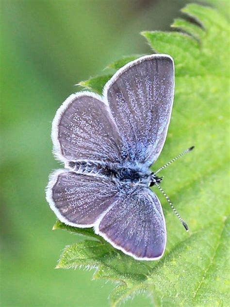 Small Blue Cupido Minimus Nature Beauty Moth Butterflies Scenery