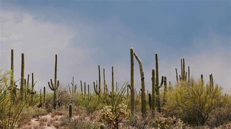 Amazing Atmospheric Background Shot Of Large Saguaro Cactus Field On A
