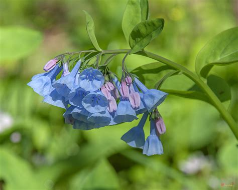 Pink Virginia Bluebells Or Virginia Cowslip Dspf0334 Photograph By