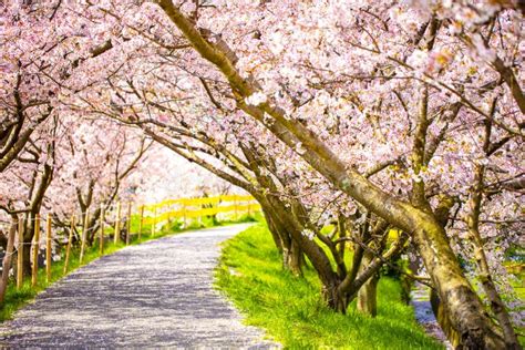 A Walking Road Under The Beautiful Sakura Tree Or Cherry Tree Tunnel