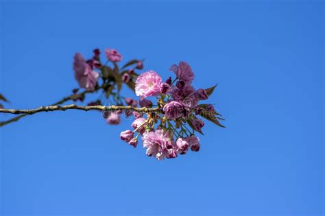 Prunus Serrulata Japanese Cherry Tree Double Flower Cultivation Called Sakura Or Taihaku In