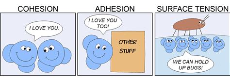 Cohesion Surface Tension And Adhesion Diagram Quizlet