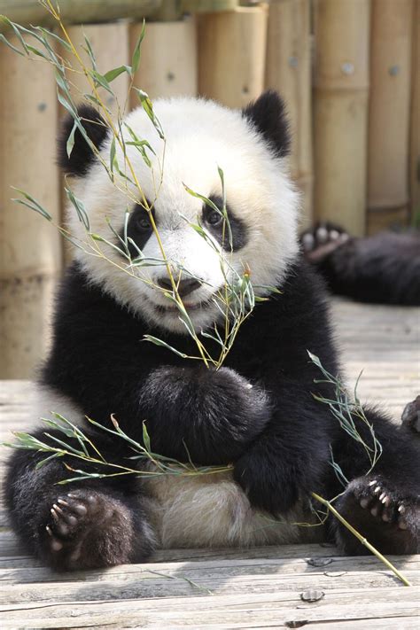 Oso Panda Bebe Panda Cuccioli Animali Cuccioli