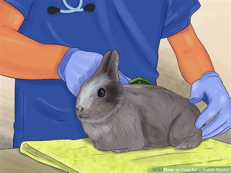 As soon as an abscess is suspected by the owner, the rabbit should be immediately taken to the vets. How to Care for a Polish Rabbit (with Pictures) - wikiHow