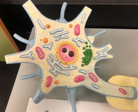 Ap 2 Neuron Model Soma Diagram Quizlet