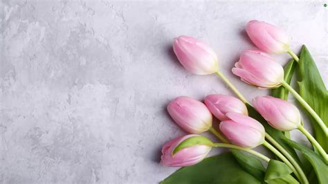 Light Pink Tulips Flowers Wallpapers 2560x1440