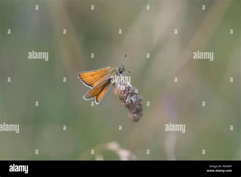 Small Skipper Thymelicus Sylvestris Butterfly Stock Photo Alamy