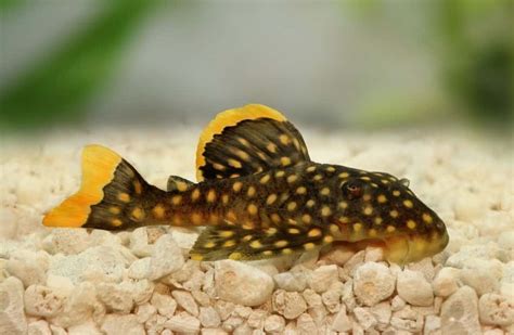 Gold Nugget Pleco 101 Care Diet Tank Size Tank Mates And More
