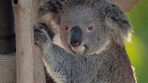 Rosamond Ford Zoo Welcomes Two Koalas Wstm