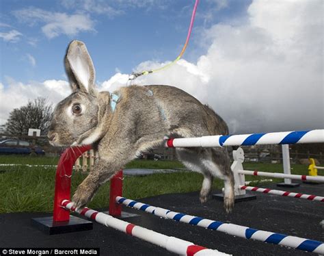 Hop To It Bouncing Bunnies Compete In Show Jumping Events After Years