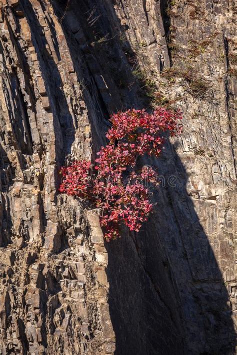 Tree With Red Autumn Leaves On A Rock Stock Photo Image Of Natural