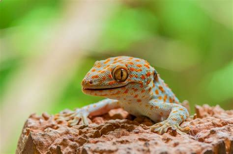 Tokay Gecko 101 Care Size Habitat Lifespan Diet