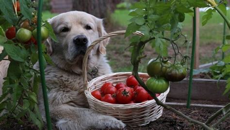 Can Dogs Eat Tomatoes Risks And Benefits Petculiars