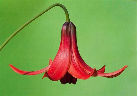 Red Canada Lily This Form Lilium Canadense Var Editorum Flickr