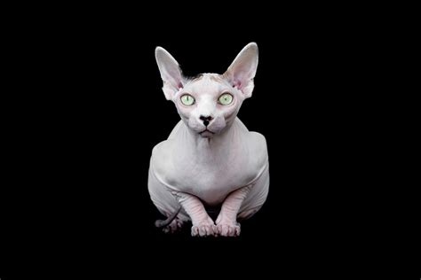 ‘sphynxes A Portrait Series That Captures The Eerily Anthropomorphic Nature Of Hairless Cats