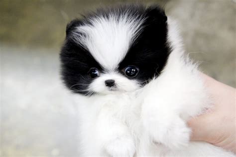 Teacup Pomeranian Mini Boo Puppies Pure White 2 Left Offer €300