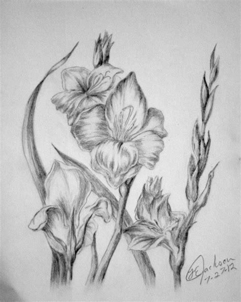 Beautiful pencil gladiolus flower grey drawing sketch illustration perfect for invitations, announcements or fabric. Gladiolus by Unique-Firecracker-4 August birth flower ...