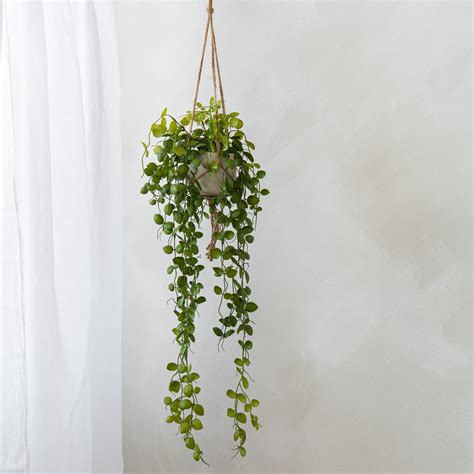 Hanging Potted Trailing Jade Plant