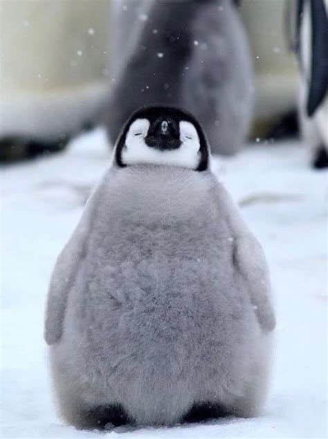 Heres A Happy Baby Penguin To Celebrate World Penguin Day Animals